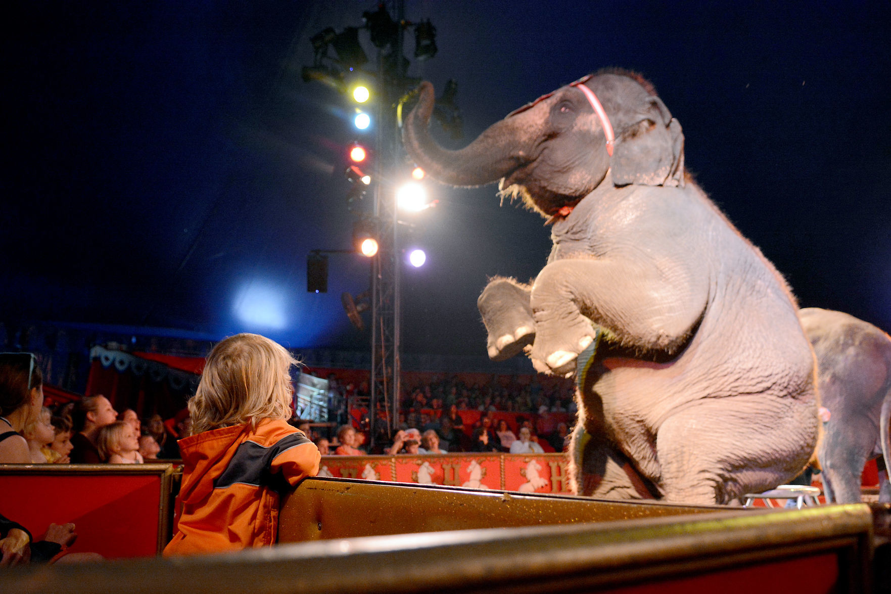 072419-bara-news-circus-world-03